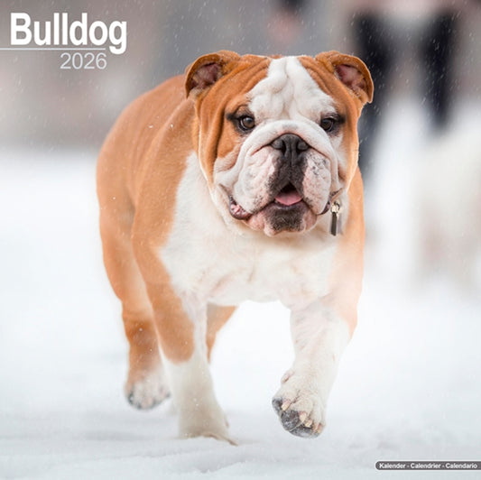 Book cover of: Bulldog Calendar 2026  Square Dog Breed Wall Calendar - 16 Month