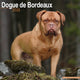 Book cover of: Dogue De Bordeaux Calendar 2026  Square Dog Breed Wall Calendar - 16 Month