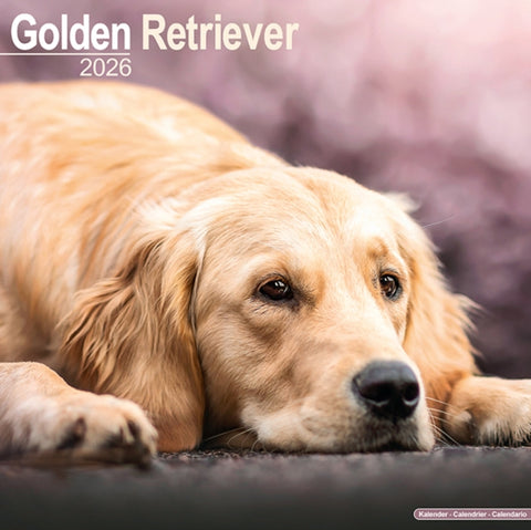 Golden Retriever Calendar 2026 Square Dog Breed Wall Calendar - 16 Month