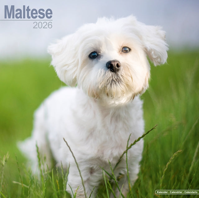 Book cover of: Maltese Calendar 2026  Square Dog Breed Wall Calendar - 16 Month