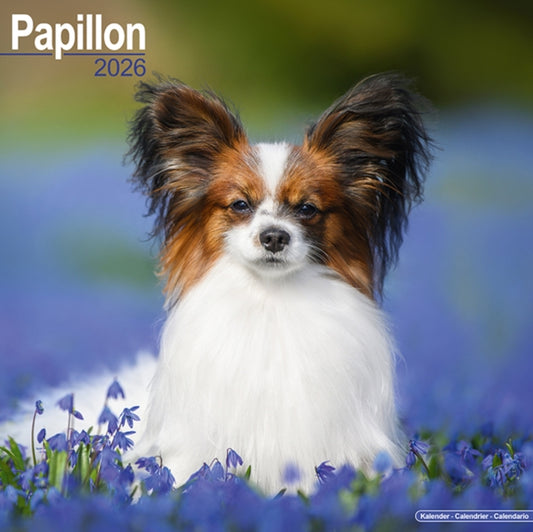 Book cover of: Papillon Calendar 2026  Square Dog Breed Wall Calendar - 16 Month