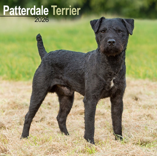 Book cover of: Patterdale Terrier Calendar 2026  Square Dog Breed Wall Calendar - 16 Month
