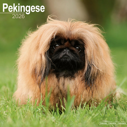 Book cover of: Pekingese Calendar 2026  Square Dog Breed Wall Calendar - 16 Month