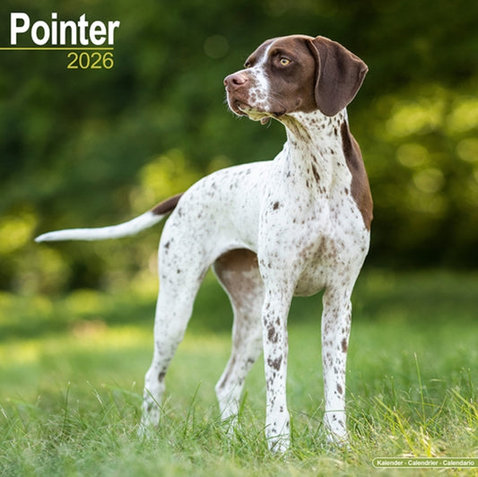 Book cover of: Pointer  Calendar 2026  Square Dog Breed Wall Calendar - 16 Month
