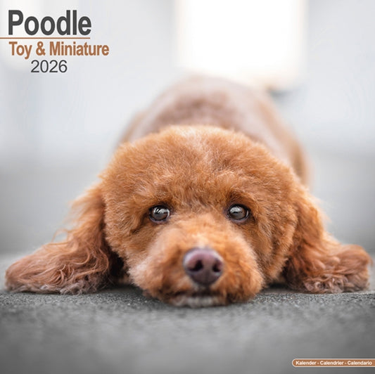 Book cover of: Poodle (Toy & Miniature) Calendar 2026  Square Dog Breed Wall Calendar - 16 Month
