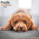 Book cover of: Poodle (Toy & Miniature) Calendar 2026  Square Dog Breed Wall Calendar - 16 Month