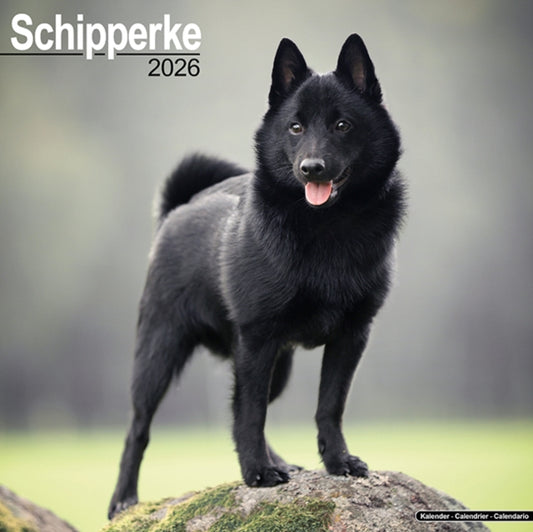 Book cover of: Schipperke Calendar 2026  Square Dog Breed Wall Calendar - 16 Month