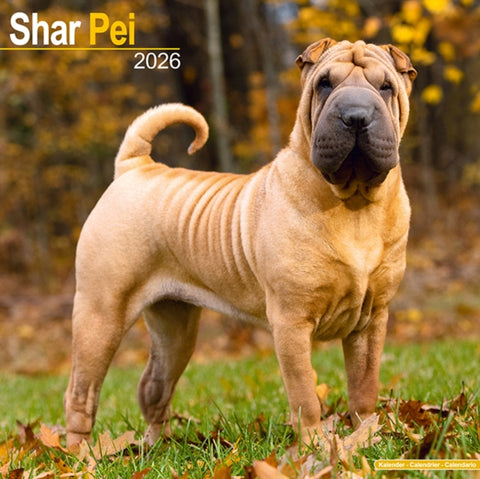 Shar Pei Calendar 2026 Square Dog Breed Wall Calendar - 16 Month