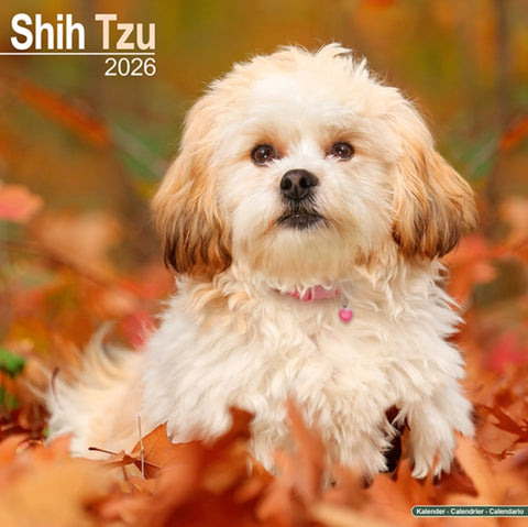 Shih Tzu Calendar 2026 Square Dog Breed Wall Calendar - 16 Month