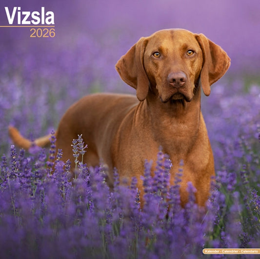 Book cover of: Vizsla Calendar 2026  Square Dog Breed Wall Calendar - 16 Month