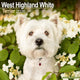 Book cover of: West Highland White Terrier Calendar 2026  Square Dog Breed Wall Calendar - 16 Month