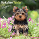 Book cover of: Yorkshire Terrier Puppies Calendar 2026  Square Dog Puppy Breed Wall Calendar - 16 Month