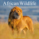 Book cover of: African Wildlife Calendar 2026  Square Wildlife Safari Wall Calendar - 16 Month
