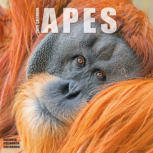 Book cover of: Apes Calendar 2026  Square Animal Wall Calendar - 16 Month