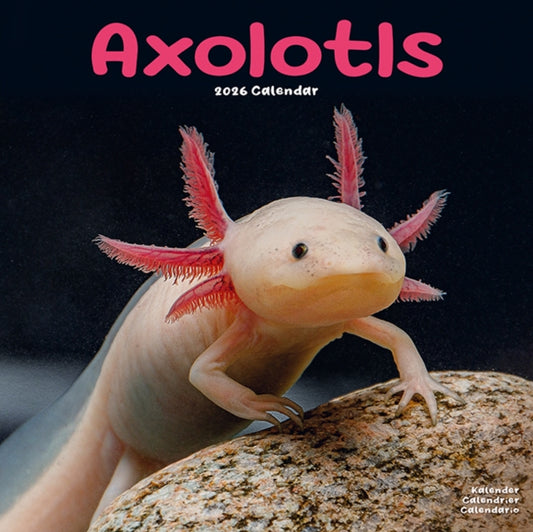 Book cover of: Axolotls Calendar 2026  Square Animal Wall Calendar - 16 Month