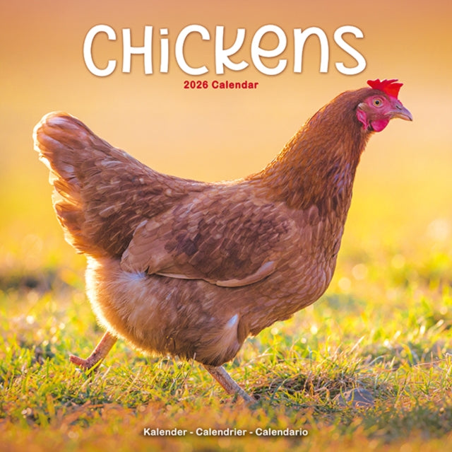 Book cover of: Chickens Calendar 2026  Square Farm Animals & Birds Wall Calendar - 16 Month