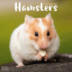Book cover of: Hamsters Calendar 2026  Square Animal Wall Calendar - 16 Month