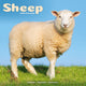 Book cover of: Sheep Calendar 2026  Square Farm Animal Wall Calendar - 16 Month