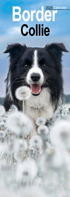 Book cover of: Border Collie Slim Calendar 2026  Dog Breed Slimline Calendar - 12 Month