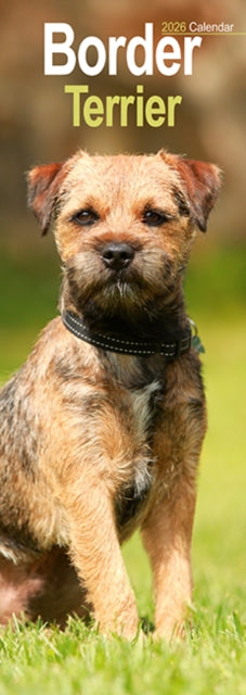 Book cover of: Border Terrier Slim Calendar 2026  Dog Breed Slimline Calendar - 12 Month