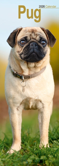 Book cover of: Pug Slim Calendar 2026  Dog Breed Slimline Calendar - 12 Month