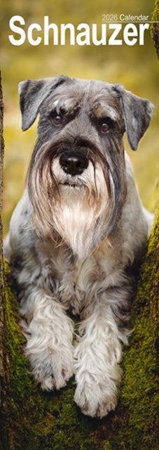 Book cover of: Schnauzer Slim Calendar 2026  Dog Breed Slimline Calendar - 12 Month