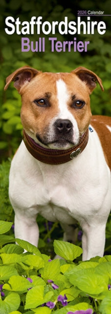 Book cover of: Staffordshire Bull Terrier Slim Calendar 2026  Dog Breed Slimline Calendar - 12 Month