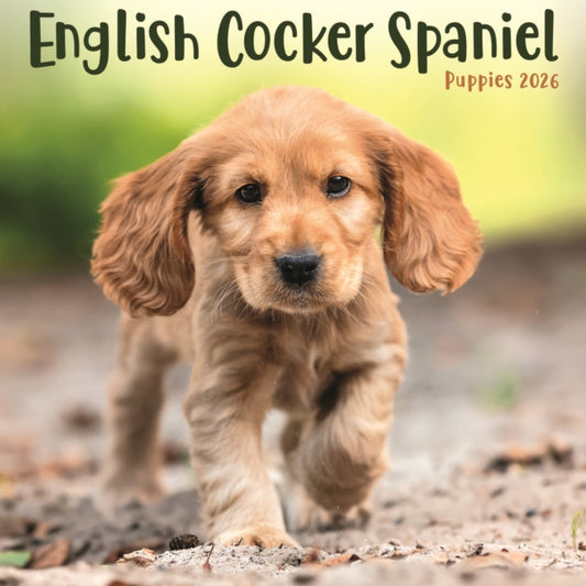 Book cover of: English Cocker Spaniel Puppies Square Mi