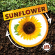 Book cover of: Life Cycle of a Sunflower. By: Kirsty Holmes