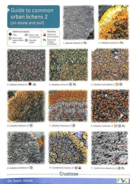 Book cover of: Guide to Common Urban Lichens