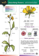 Book cover of: Describing Flowers