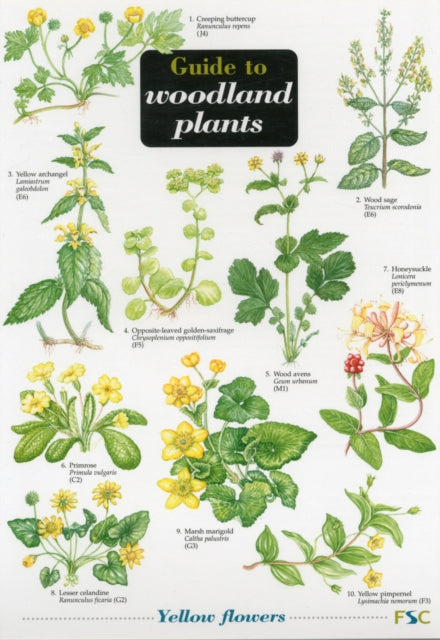 Book cover of: Guide to Woodland Plants