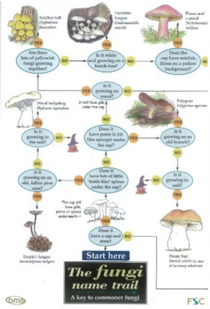 The Fungi Name Trail