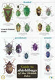 Book cover of: Guide to Shieldbugs of the British Isles