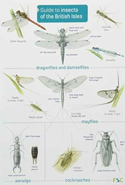 Book cover of: Guide to Insects of the British Isles