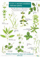 Book cover of: Guide to Ancient Woodland Indicator Plants