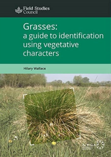 Book cover of: Grasses: a guide to identification using vegetative characters. By: H. L. Wallace