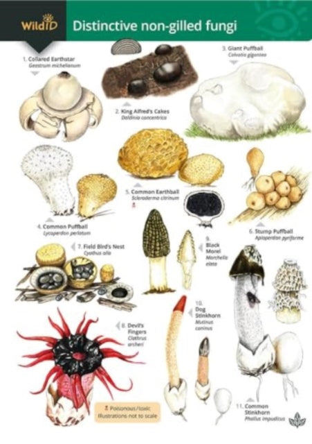 Book cover of: Distinctive non-gilled fungi