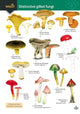 Book cover of: Distinctive gilled fungi