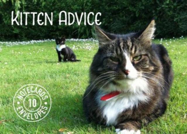 Book cover of: Kitten Advice Notecards