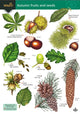 Book cover of: Autumn fruits and seeds
