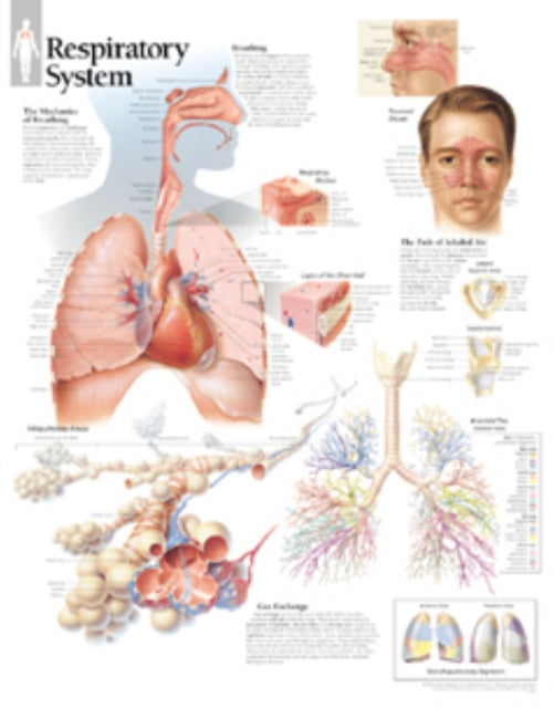 Book cover of: Respiratory System Laminated Poster. By: Scientific Publishing