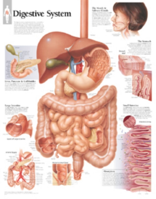 Book cover of: Digestive System Laminated Poster. By: Scientific Publishing