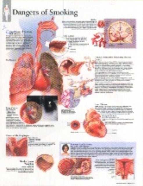Book cover of: Effects of Smoking Laminated Poster. By: Scientific Publishing
