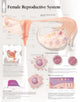 Book cover of: Female Reproductive System Paper Poster. By: Scientific Publishing