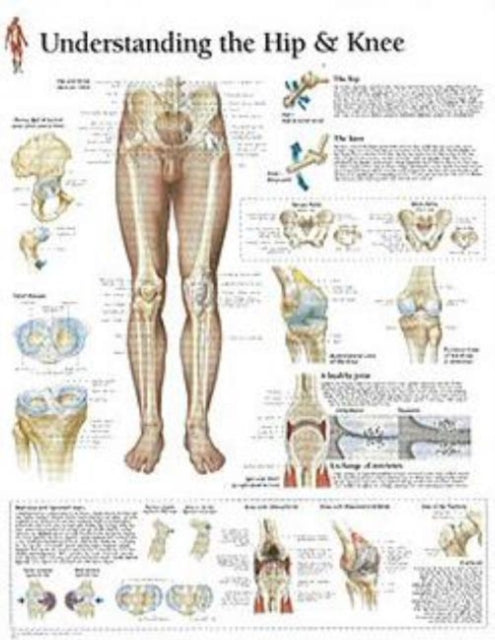 Book cover of: Understanding the Hip & Knee Paper Poster