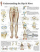 Book cover of: Understanding the Hip & Knee Paper Poster