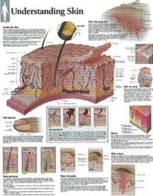 Book cover of: Understanding Skin Laminated Poster