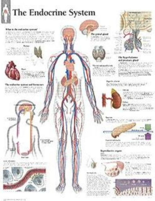 Book cover of: Endocrine System Paper Poster