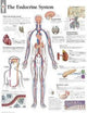 Book cover of: Endocrine System Paper Poster